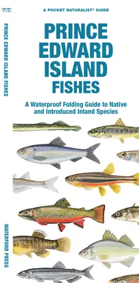 Poissons de l'Île-du-Prince-Édouard : Un guide étanche et pliable des espèces d'eau douce indigènes et introduites - Prince Edward Island Fishes: A Waterproof Folding Guide to Native and Introduced Freshwater Species