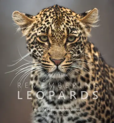 Se souvenir des léopards - Remembering Leopards