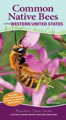 Abeilles indigènes communes de l'ouest des États-Unis : Votre façon d'identifier facilement les abeilles et leurs semblables - Common Native Bees of the Western United States: Your Way to Easily Identify Bees and Look-Alikes