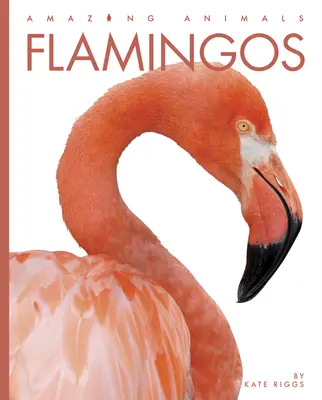 Flamants - Flamingos