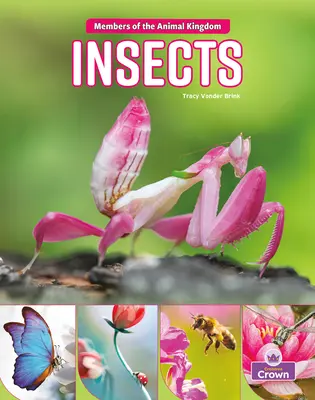 Insectes - Insects