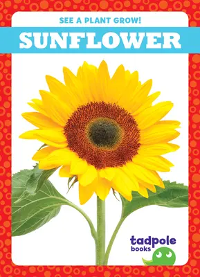 Tournesol - Sunflower