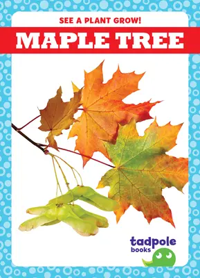 L'érable - Maple Tree