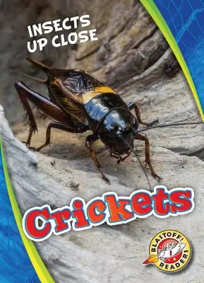 Grillons - Crickets