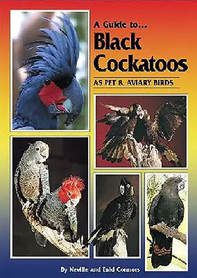 Un guide pour les cacatoès noirs en tant qu'oiseaux de compagnie et de volière - A Guide to Black Cockatoos as Pet & Aviary Birds