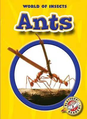 Les fourmis - Ants