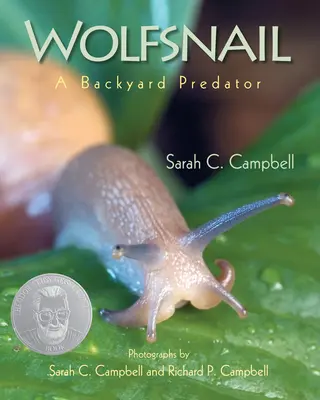 L'escargot de mer : Un prédateur de basse-cour - Wolfsnail: A Backyard Predator