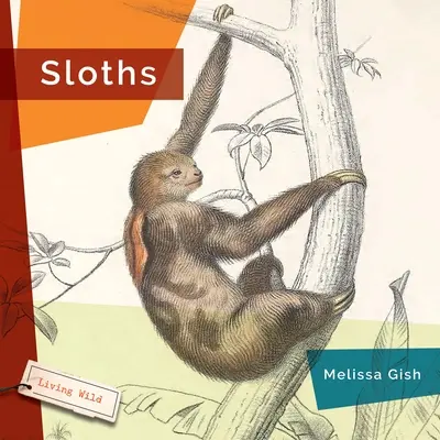 Paresseux - Sloths