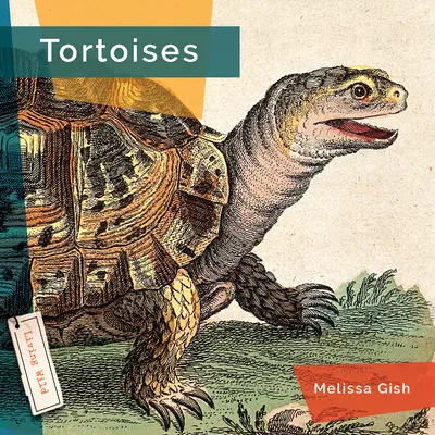 Tortues - Tortoises