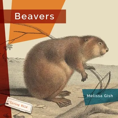 Castors - Beavers