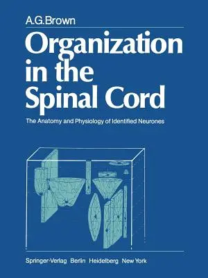 Organisation de la moelle épinière : Anatomie et physiologie des neurones identifiés - Organization in the Spinal Cord: The Anatomy and Physiology of Identified Neurones