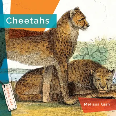 Guépards - Cheetahs