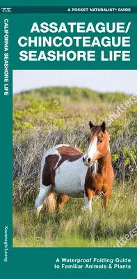 Assateague/Chincoteague Seashore Life - Un guide pliable à l'épreuve de l'eau pour les animaux et les plantes familiers - Assateague/Chincoteague Seashore Life - A Waterproof Folding Guide to Familiar Animals & Plants