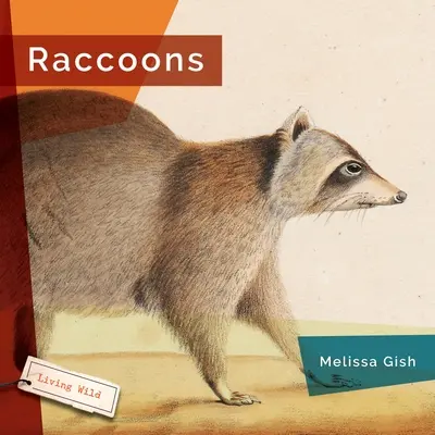 Raton laveur - Raccoons