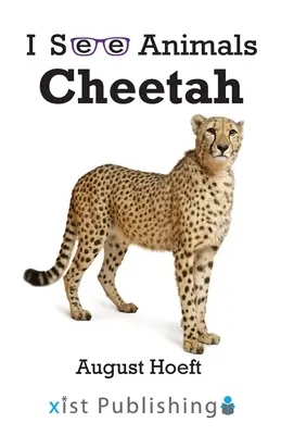 Guépard - Cheetah