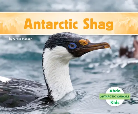 Shag antarctique - Antarctic Shag