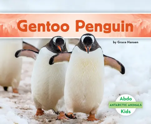 Manchot de Gentoo - Gentoo Penguin