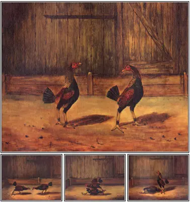 L'élevage et la gestion des coqs de combat - The Breeding and Management of Fighting Cocks