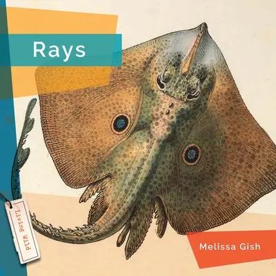 Raies - Rays