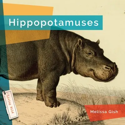 Hippopotames - Hippopotamuses