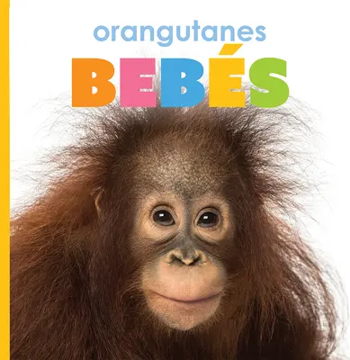 Orang-outans Bebs - Orangutanes Bebs