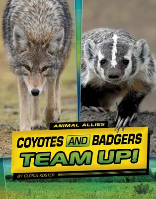 Les coyotes et les blaireaux font équipe ! - Coyotes and Badgers Team Up!