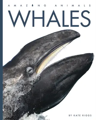 Les baleines - Whales