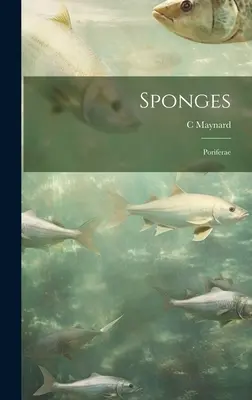 Spongiaires ; Porifères - Sponges; Poriferae