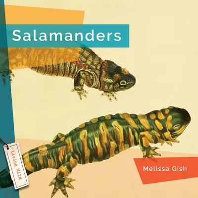 Salamandres - Salamanders