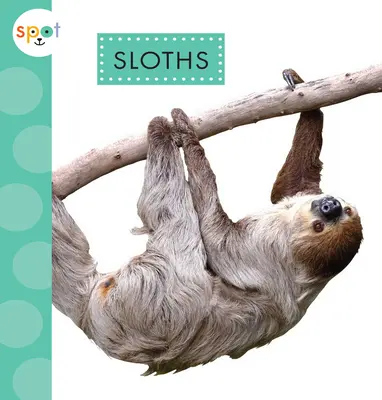 Paresseux - Sloths