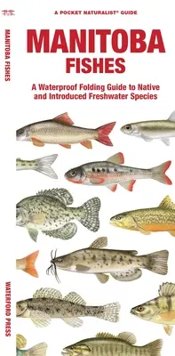 Poissons du Manitoba : Guide pliant imperméable aux espèces d'eau douce indigènes et introduites - Manitoba Fishes: A Waterproof Folding Guide to Native and Introduced Freshwater Species