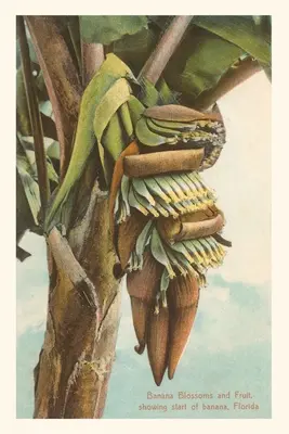 Journal d'époque Banana Blossom, Floride - Vintage Journal Banana Blossom, Florida