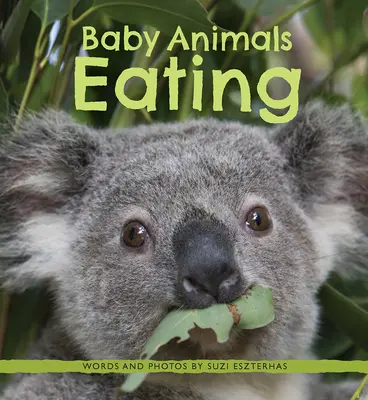 Bébés animaux mangeant - Baby Animals Eating