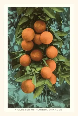 Journal d'époque Oranges de Floride - Vintage Journal Florida Oranges