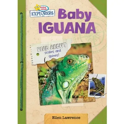 Bébé Iguane - Baby Iguana