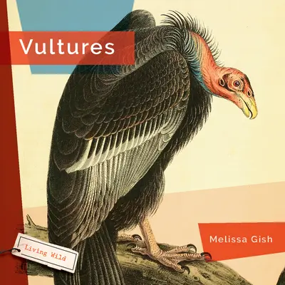 Vautours - Vultures