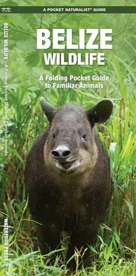 La faune du Belize : Un guide de poche pliable pour les animaux familiers - Belize Wildlife: A Folding Pocket Guide to Familiar Animals