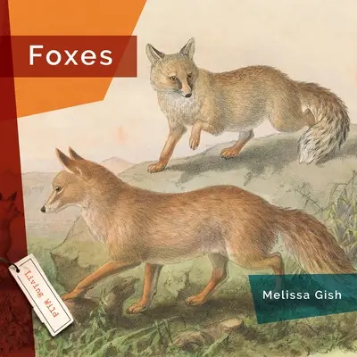 Renards - Foxes