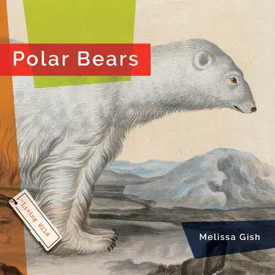 Ours polaire - Polar Bears