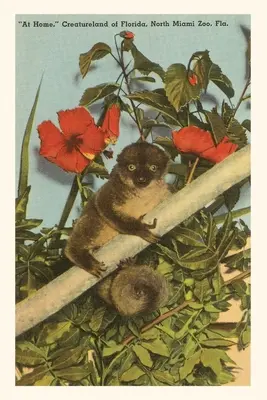 Journal d'époque Slow Loris, Hibiscus, Floride - Vintage Journal Slow Loris, Hibiscus, Florida
