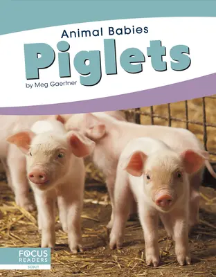 Porcelets - Piglets