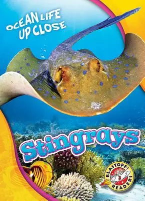 Raies pastenagues - Stingrays