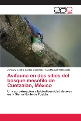 Avifaune dans deux sites du bosque mesfilo de Cuetzalan, Mexique - Avifauna en dos sitios del bosque mesfilo de Cuetzalan, Mxico