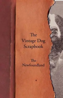 L'album du chien d'époque - Le Terre-Neuve - The Vintage Dog Scrapbook - The Newfoundland