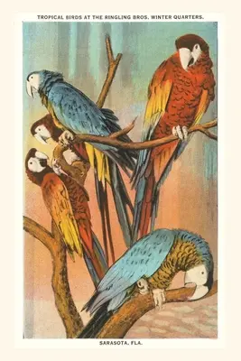 Journal d'époque Aras, Sarasota, Floride - Vintage Journal Macaws, Sarasota, Florida