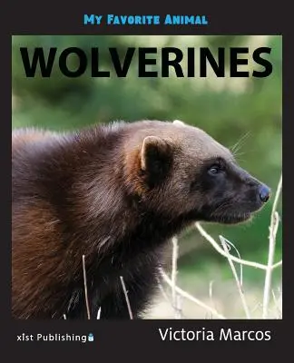 Mon animal préféré : les baleines à bosse Les carcajous - My Favorite Animal: Wolverines