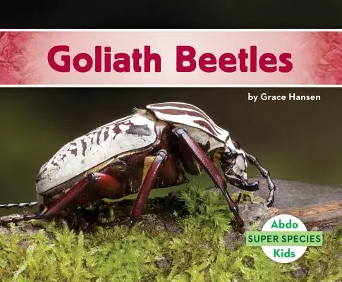 Coléoptères Goliath - Goliath Beetles