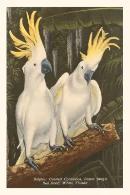 Journal d'époque Cacatoès à crête soufrée, Miami, Floride - Vintage Journal Sulfur-Crested Cockatoos, Miami, Florida