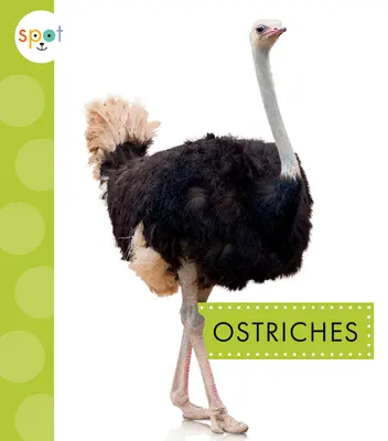 Autruches - Ostriches