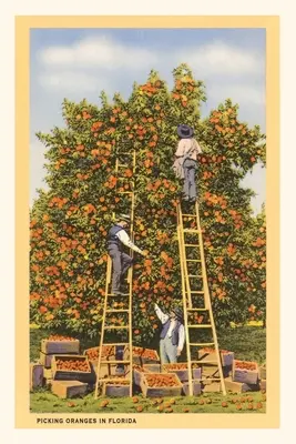Journal d'époque Cueillette d'oranges en Floride - Vintage Journal Picking Oranges in Florida